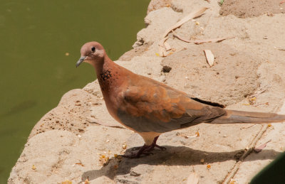 Laughing Dove