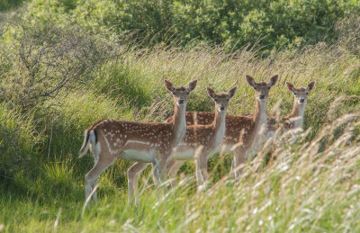 Four Deer - 30-June 2013 Waterleidingsduinen, Zandvoort 