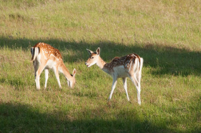 Fallow deer