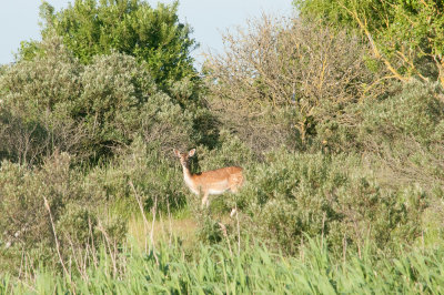 Fallow deer