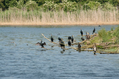 Colony of cormorants