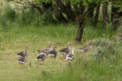 Gray geese