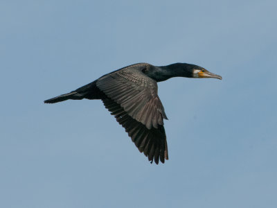 Great Cormorant (Phalacrocorax carbo)