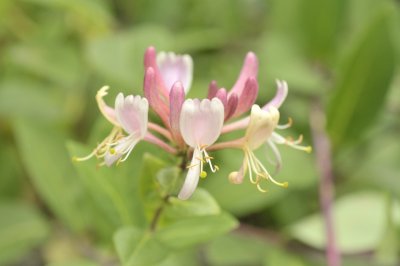 Unbekannte Blume