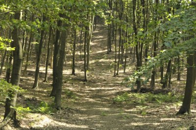Mischwald am Ostufer des Hennesees