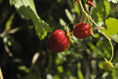 Wilde Erdbeere