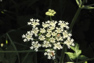 Wiesenkerbel mit Rothalsbock
