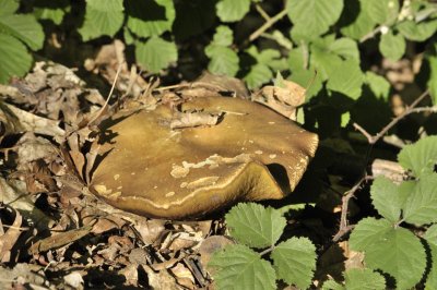 Steinpilz