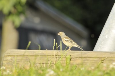 Buchfinkenweibchen