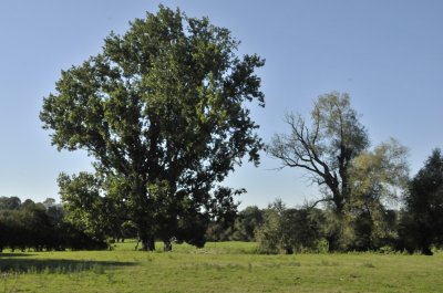 Eiche und Silberweide an der Lippeaue