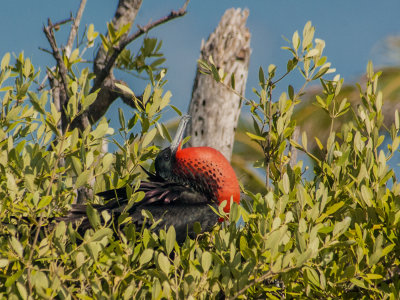 Great Frigate Bird - Isla Contoy, December 2009