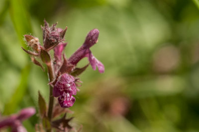 Sumpf Ziest (Stachus palustris)