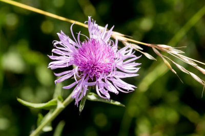 Scabiosen Flockenblume