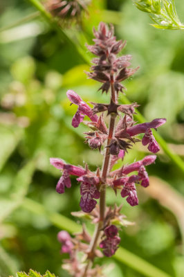 Sumpf Ziest (Stachus palustris)