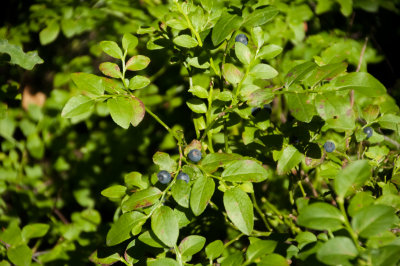 Heidelbeeren