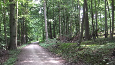Brüsseler Wald