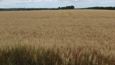 Kornfeld bei Emines