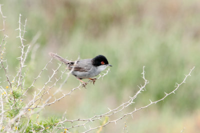 Sardinian Warbler 