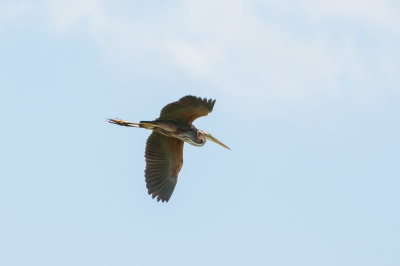 Purple Heron