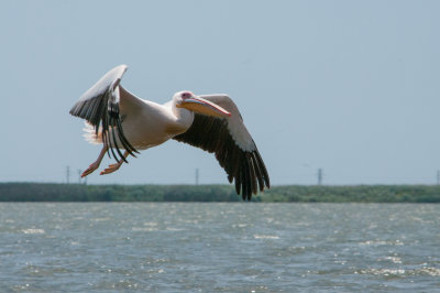 Dalmatian Pelican on Lacul Rosul