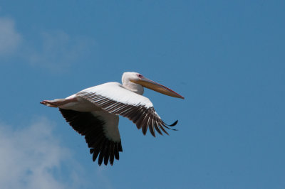 Pelican