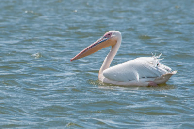 Dalmatian Pelican