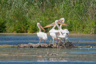 Pelican Family