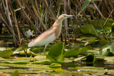 Squacco heron