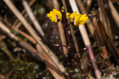 Flowers in the reed