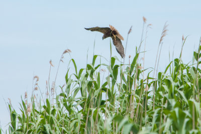 Marsh Harrier