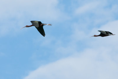 Glossy Ibis Salty Lake