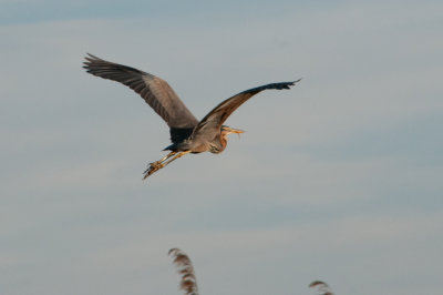 Purple Heron