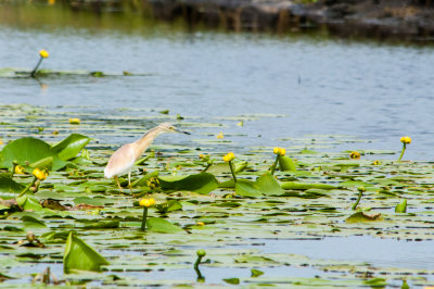 Squacco heron