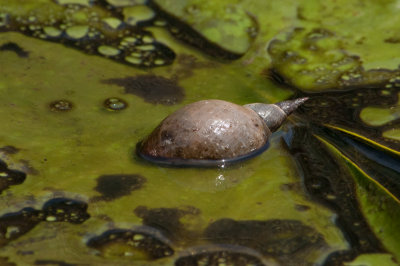 Giant water snail