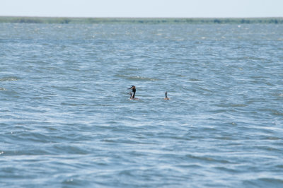 Great Crested Grebe