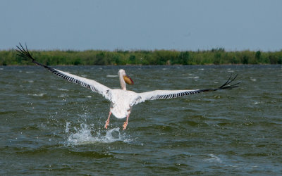 Dalmatian Pelican