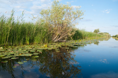 Letea Canal