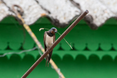 Barn Swallow