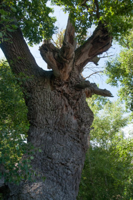 Age old Oak in Letea Forest