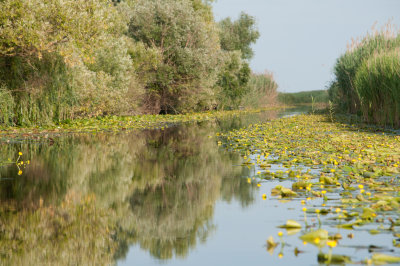 Letea Canal