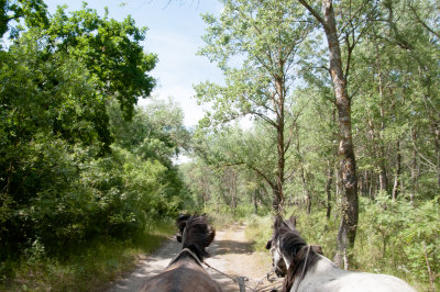 On the way to Letea Forest