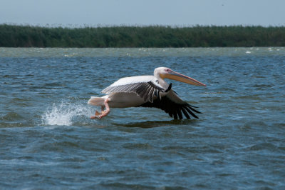 Pelican landing