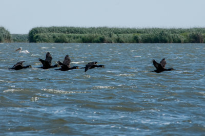 Great crested cormorans