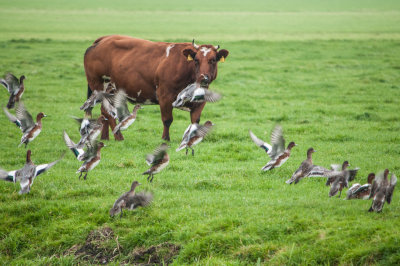 Eurasian Wigeons in Dutch Meadow 