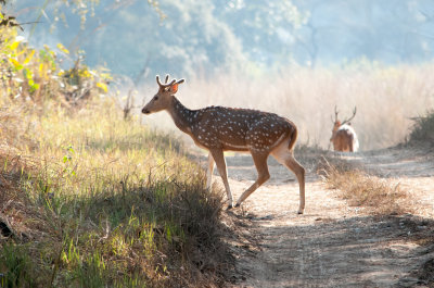 Axis deer (axis axis) - Rajaji National Park, North-India, 18 December 2016