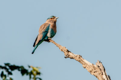 Indian Roller - Rajaji National Park, India, 18 December 2016