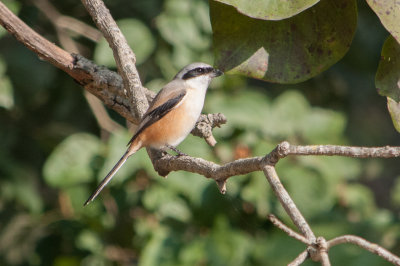 Grey-backed Shrike - December 2016, Rajaji National Park, India