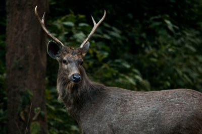 Barasingha - December 2016, Rajaji National Park, India