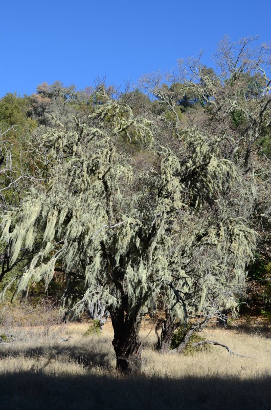 This tree looks like Spanish Moss