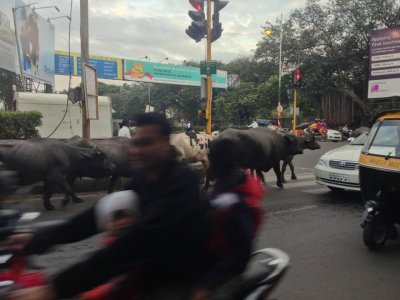 Cows are sacred and they usually walk opposite traffic direction to move ahead faster